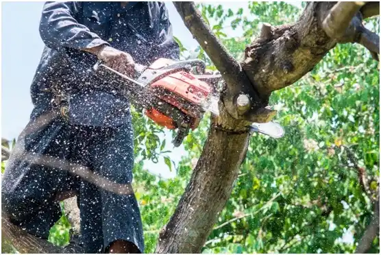 tree services Fredonia